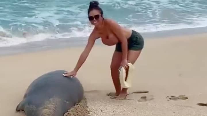 Couple Handed Fine After Touching Endangered Seal In Hawaii