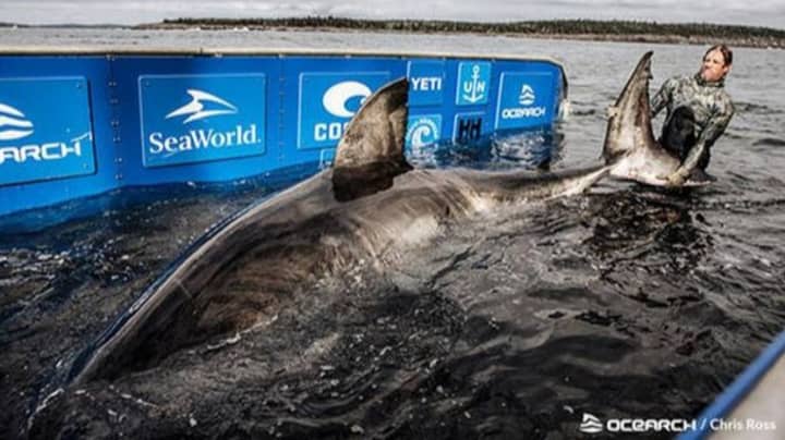 Research Team Catch 17ft Great White Shark Weighing 3,500lbs