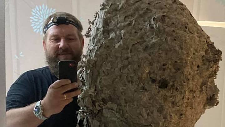 Pest Controller Finds 3ft Wasps' Nest That Was Home To 75,000 Insects