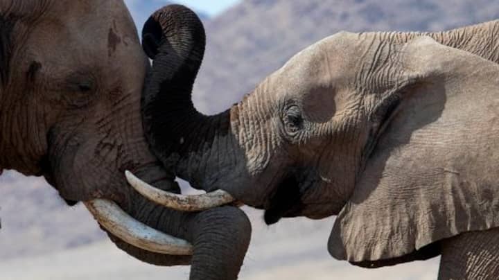 British Troops Deployed To Fight Elephant Killers In Africa