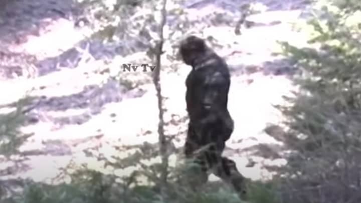 ​Experts Stunned By 'Bigfoot' Caught On Video In New Sighting