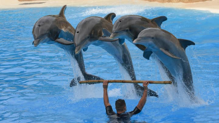 Expedia Will Stop Selling Holidays That Include Captive Dolphin Shows