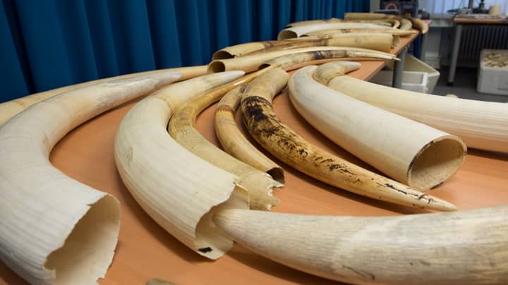 UK Government Announces Plan To Ban Ivory Sales And Exportation 