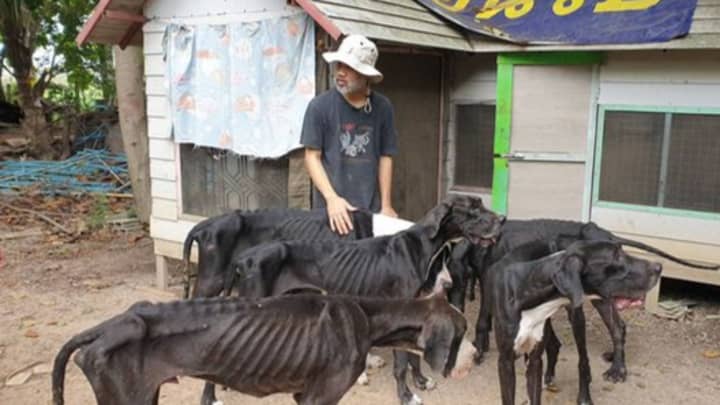 Emaciated Great Danes Who Were Abandoned By Their Owner Have Been Rescued 