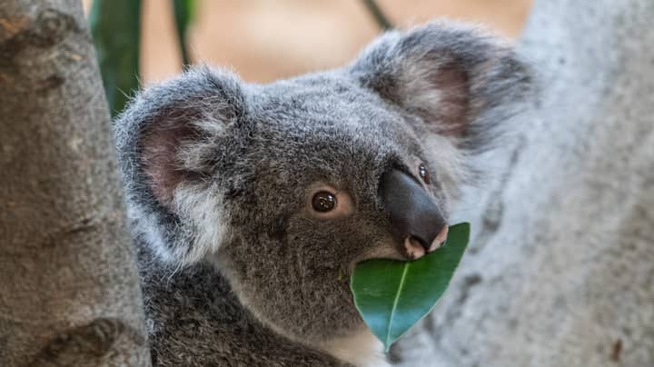 Research Suggests That Koalas Are Now 'Functionally Extinct' In The Wild 