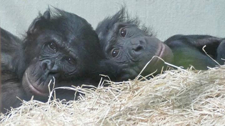 British Chimpanzee Bullied In German Zoo Has Finally Made Some Friends