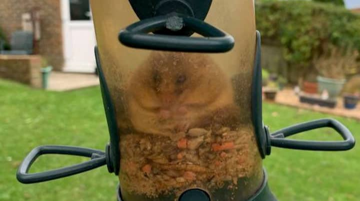 Greedy Dormouse Got Stuck In Bird Feeder And Ate So Much It Couldn't Get Out