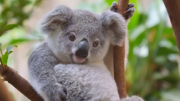 Koalas Are Now Officially Considered Endangered In NSW, Queensland And The ACT