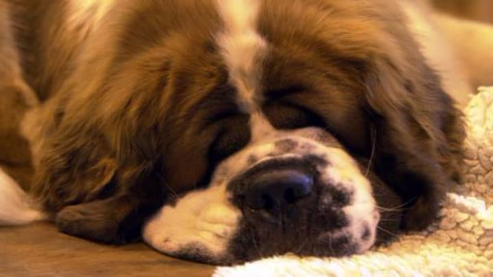 Turns Out Dogs Also Lie Awake At Night Thinking About Their Problems