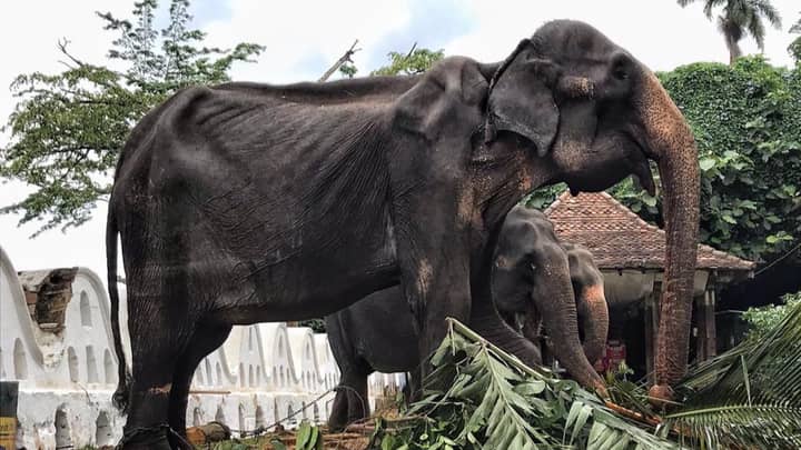 Emaciated Elephant Forced To Parade Streets During Festival In Sri Lanka, Charity Says
