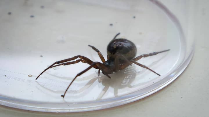 Number Of False Widow Spiders On The Rise In UK And Ireland 