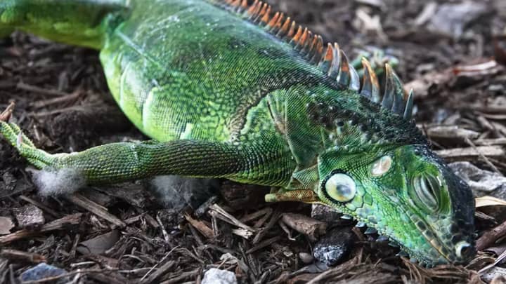 Iguanas Are Falling Out Of Trees In Florida As Temperatures Plummet 
