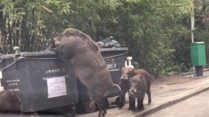 Check Out The Size Of The Giant Boar Caught Rummaging Through A Bin 