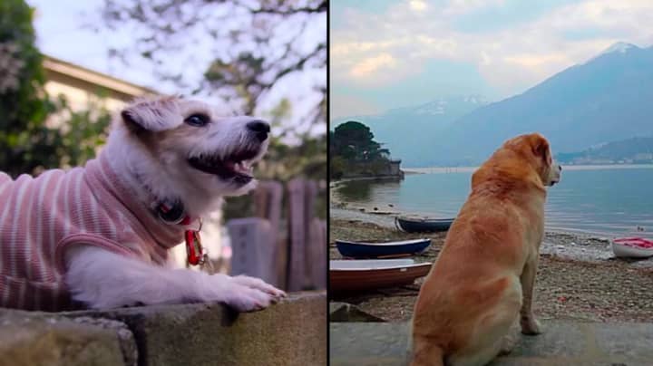 Netflix Unveils Documentary Series 'Dogs' And It Looks Amazing