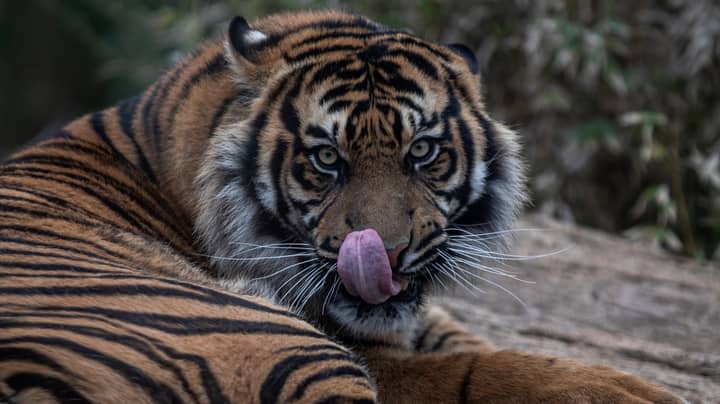 Critically Endangered Sumatran Tigers Kill Zookeeper After Escaping From Their Enclosure