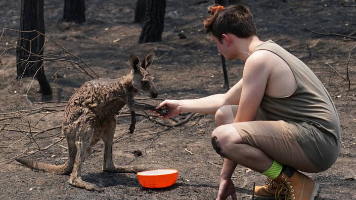 Young Kangaroo Seeks Help From Teenager After Being Burnt In Bushfires