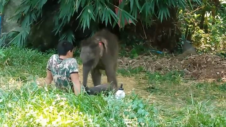 Video Shows An Abandoned Baby Elephant Napping On Her Human Carer