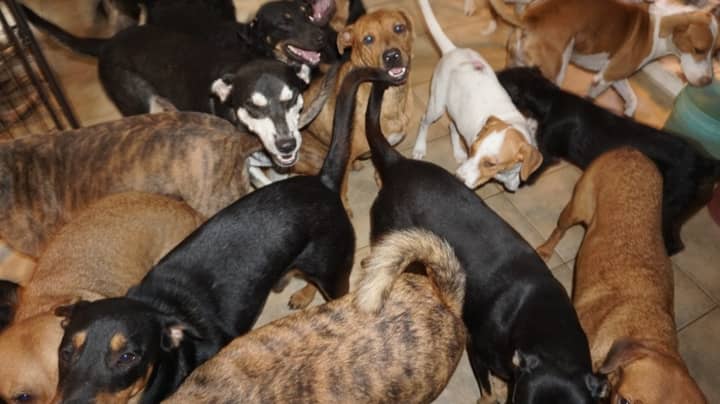 Woman Takes In 97 Dogs To Protect Them From Hurricane Dorian 