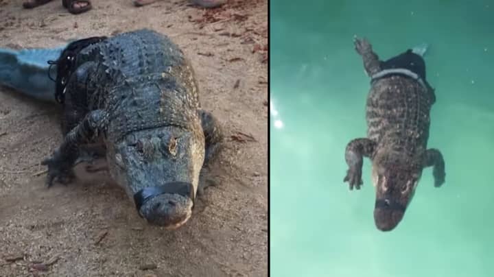 Alligator Without Tail Gets New 3D Printed Prosthetic One