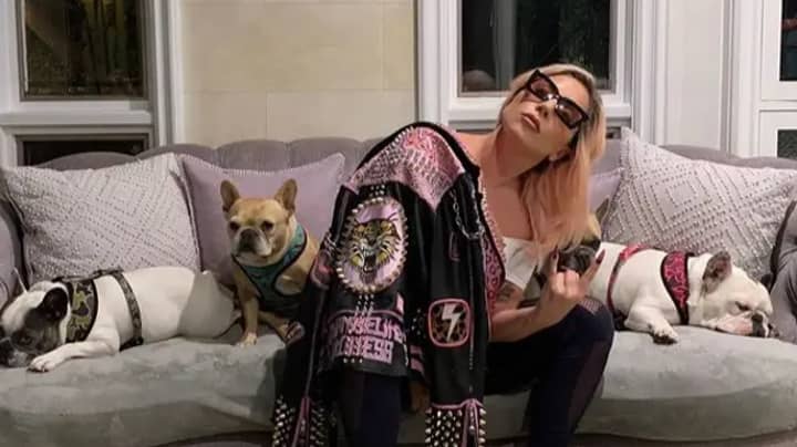 Lady Gaga's Stolen Dogs Have Been Handed In To Police