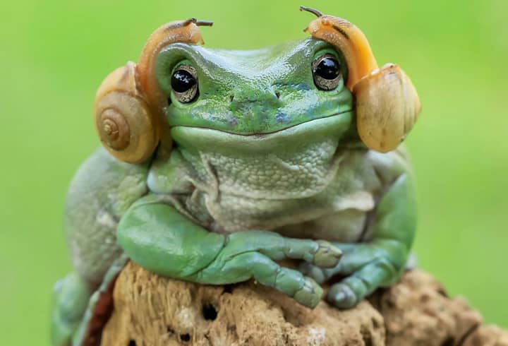 'Princess Leia Frog' Has Been Given The Photoshop Treatment
