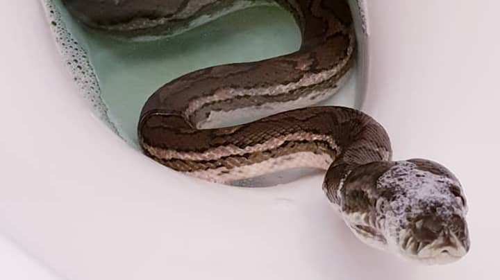 Shocked Homeowner Finds Python Having A Bath In The Toilet