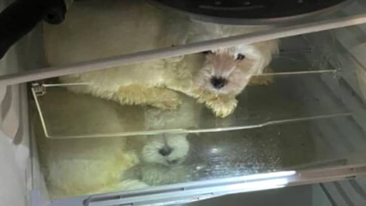 Police Find Four Puppies Stashed In Fridge By Suspected Dog Traffickers 