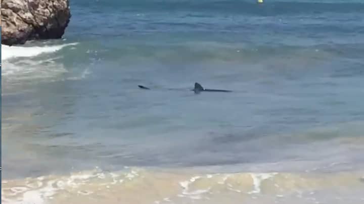 Huge Shark Spotted Swimming Dangerously Close To Popular Spanish Tourist Beach