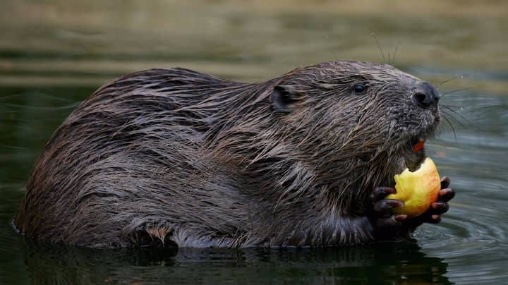73-Year-Old Man 'Lucky To Be Alive' After Allegedly Being Mauled By Rabid Beaver