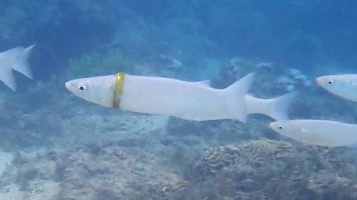 Snorkeller Finds Groom's Missing $1,000 Wedding Ring Around Body Of A Fish