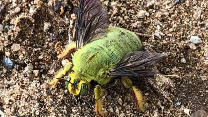 Aussie Man Stumped After Spotting Bright Green Bee