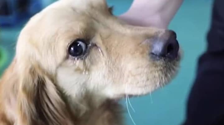 Dog Seemingly Cries Tears After Being Released From Meat Trade 
