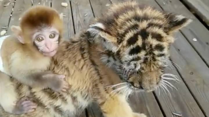 Baby Monkey Becomes Best Friends With Tiger Cub At Zoo Ladbible