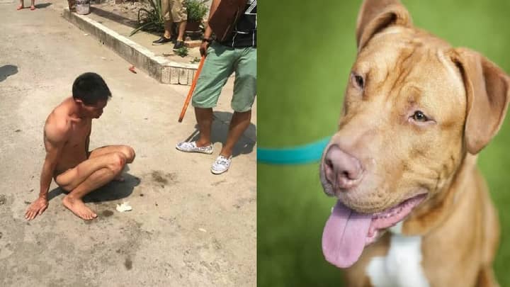 Man Is Beaten Up For Allegedly Having Sex With Many Dogs