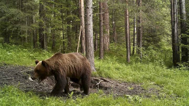 Viral Story Of Man Being Trapped In Cave By Bear In Russia Is Fake