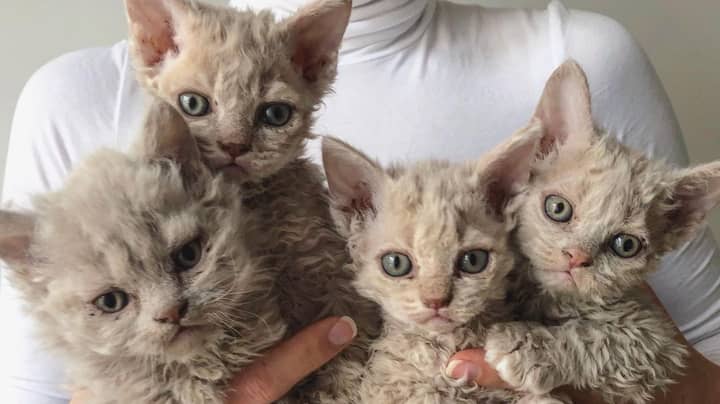 People Are Obsessed With 'Sheep Cats' That Have Naturally Curly Hair