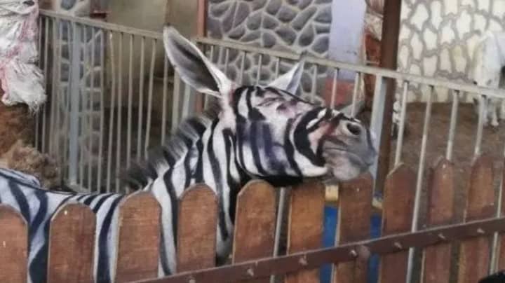 Zoo Attempts To Pass Off Painted Donkey As A Zebra 