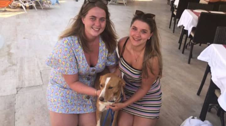 Woman Returns From Holiday With Stray Dog Who Wouldn’t Leave Her Side