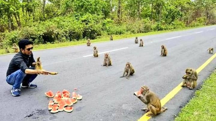 Monkeys Spread Out For Social Distance Snacks
