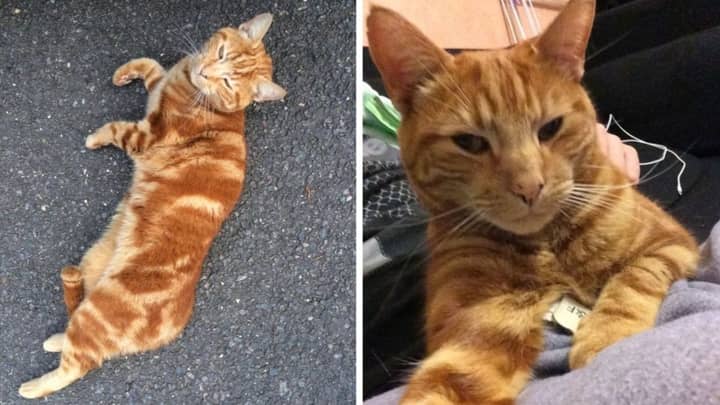 Cat Reunited With Owner After Being Missing For Eight Years