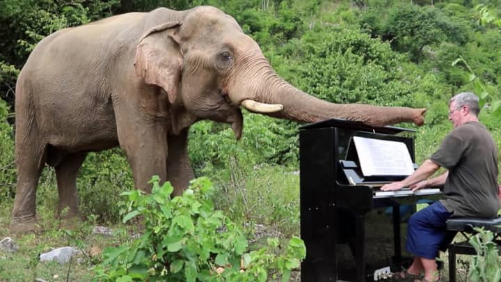 Retired Pianist Plays To Old, Injured And Handicapped Elephants Who've Lived Stressful Lives