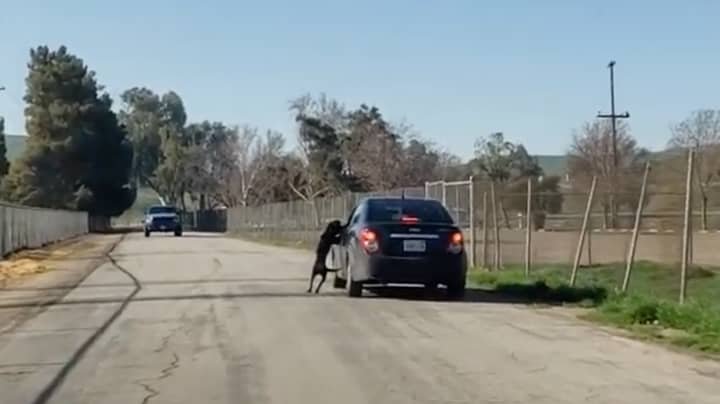 Heartbreaking Video Shows Dog Running After Owner After He Abandons It On The Side Of The Road