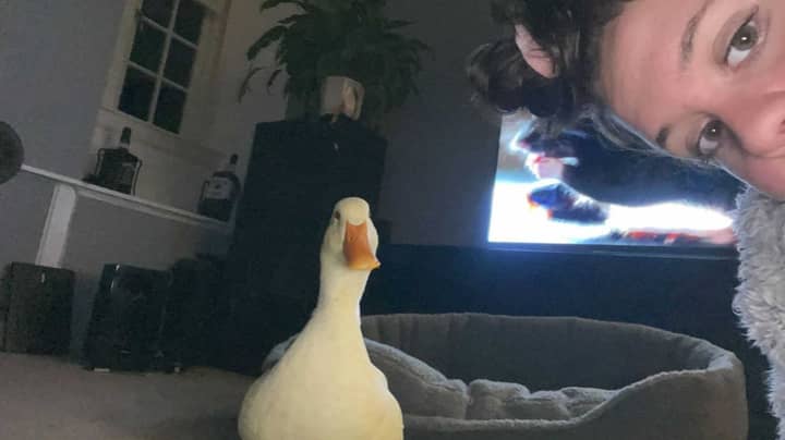 Girl Hatched Egg From Waitrose And Now Has A Pet Duck