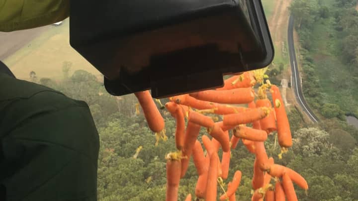 Carrots Dropped From Helicopters In Australia To Help Feed Fire-Ravaged Wildlife
