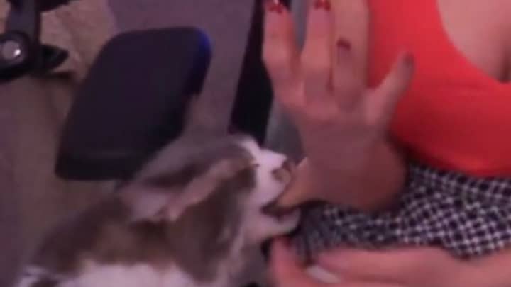 Alinity Cat Bite