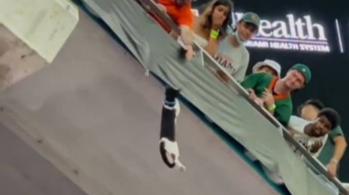Quick-Thinking Football Fans Use Flag To Catch Falling Cat At Football Game