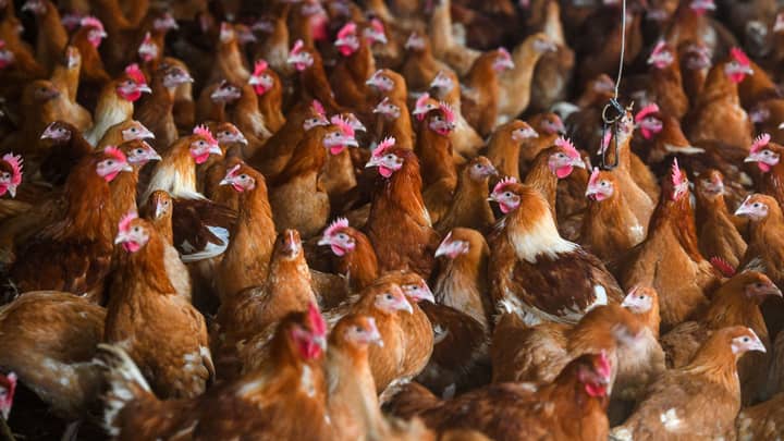 The First Cases Of H5N8 Bird Flu In Humans Have Been Detected 