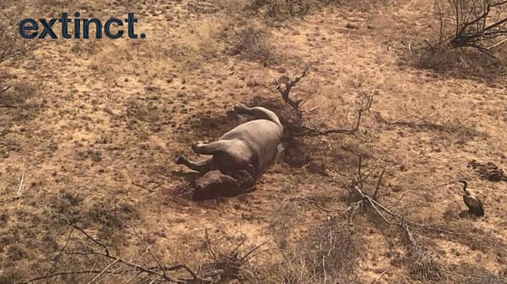 Rhino Cow Shot Dead In South Africa Discovered By Anti-Poaching Aircraft 