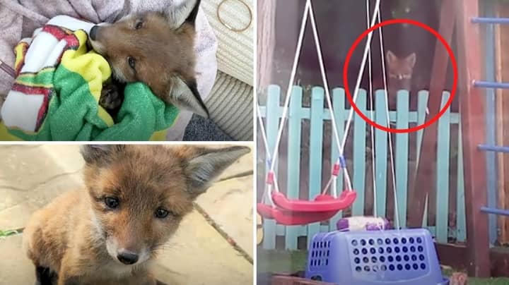 Family Rescues Baby Fox And Finds Genius Way To Reunite Him With His Mother