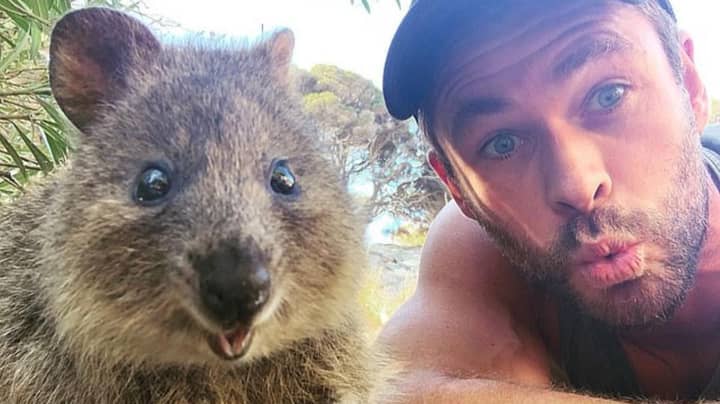 Chris Hemsworth Snaps Selfie With Quokka Before Feeding It From His Mouth